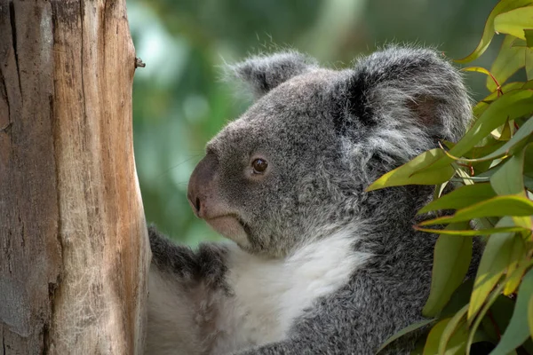 Portrait of the face of a koala resting on a tree next to eucalyptus leaves