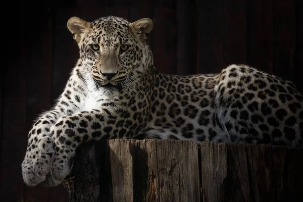 Ritratto Del Volto Giovane Leopardo Asiatico Disteso Tronco — Foto Stock