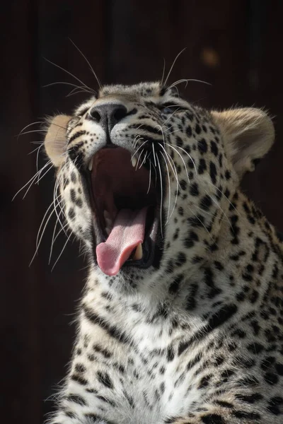 Porträt Eines Jungen Männlichen Asiatischen Leoparden Der Dunkeln Gähnt — Stockfoto