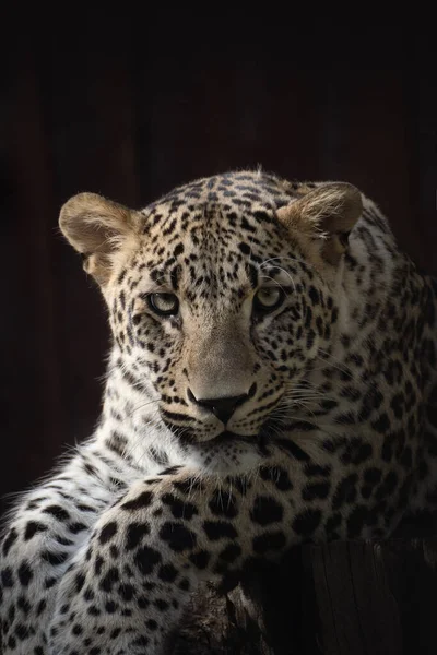 Retrato Cerca Cara Joven Leopardo Asiático — Foto de Stock