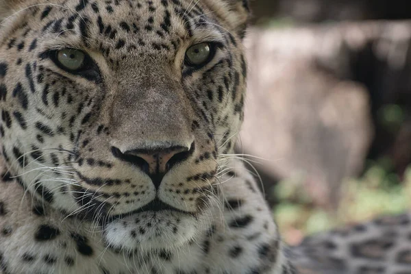 Cerca Retrato Cara Una Hermosa Hembra Leopardo Asiático — Foto de Stock