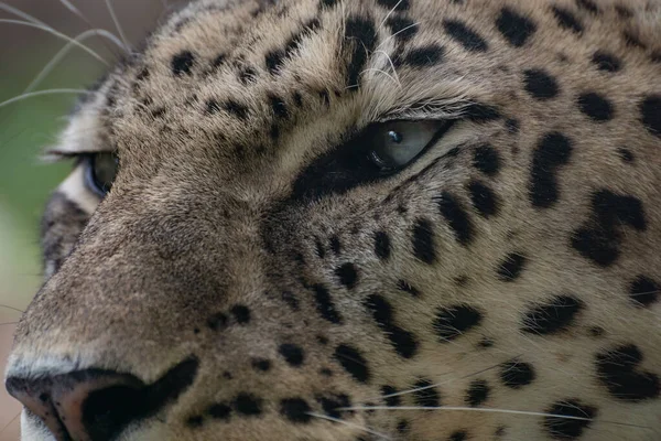 Primer Plano Retrato Los Ojos Mirada Una Hermosa Hembra Leopardo — Foto de Stock