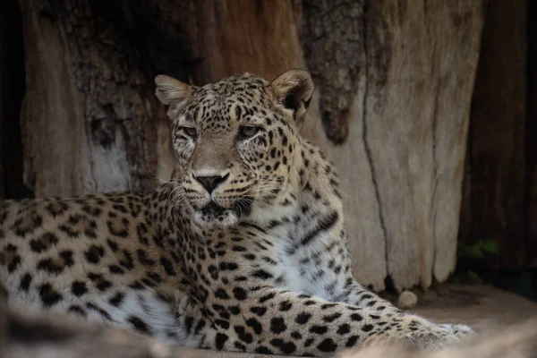 Schönes Asiatisches Leopardenweibchen Ruht Zoo Auf Dem Boden — Stockfoto