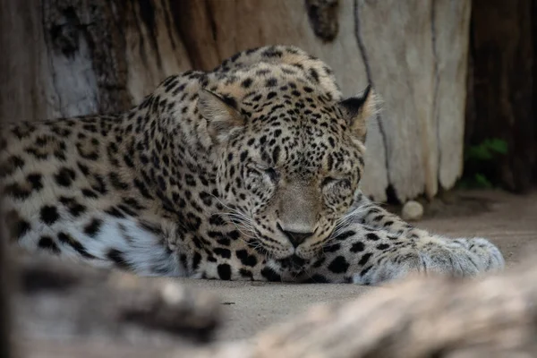 Hermosa Hembra Asiática Leopardo Descansando Suelo Zoológico — Foto de Stock