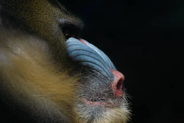 Close Portret Van Een Mannelijke Mandrill Gezicht Geïsoleerd Met Zwarte — Stockfoto