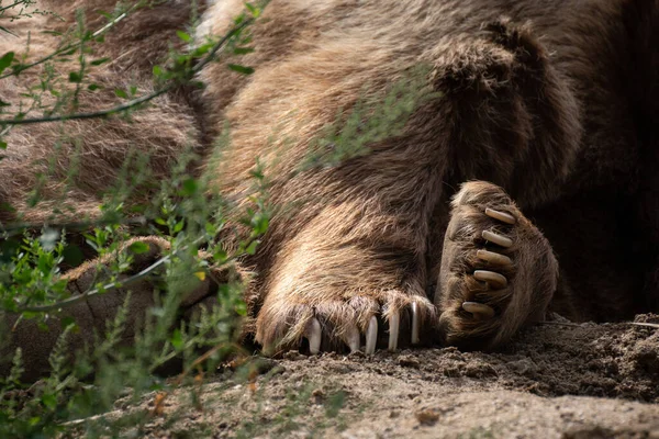 棕熊的爪子和脚垫的细节 躺在植物旁边的地上 — 图库照片