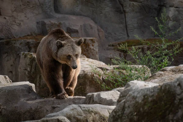 Portret Mężczyzny Niedźwiedzia Brunatnego Spacerującego Latem Wśród Skał — Zdjęcie stockowe