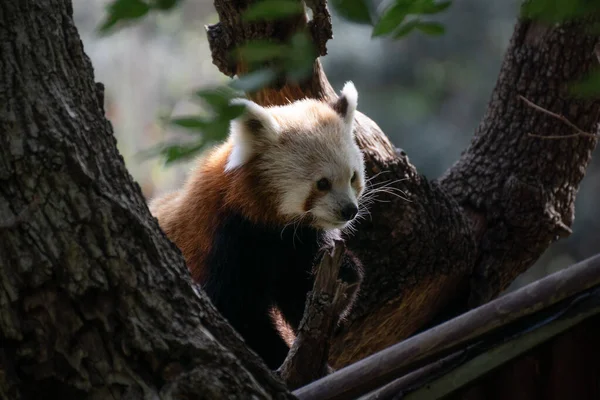 Portrait of a cute active red panda on a backlit tree