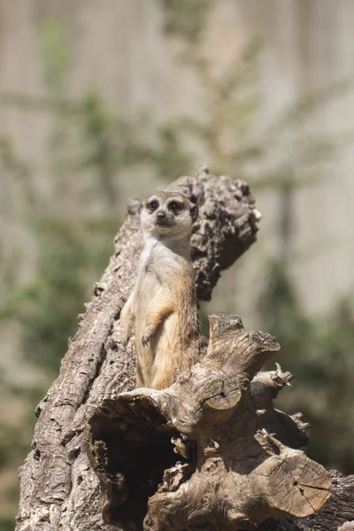 Leuke Meerkat Wacht Een Boomstam Onder Zonlicht Afrika — Stockfoto