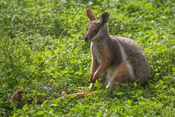 Portret Van Een Schattige Rock Wallaby Zittend Het Groene Gras — Stockfoto