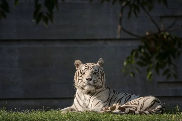 Belo Retrato Tigre Bengala Macho Branco Descansando Pôr Sol — Fotografia de Stock