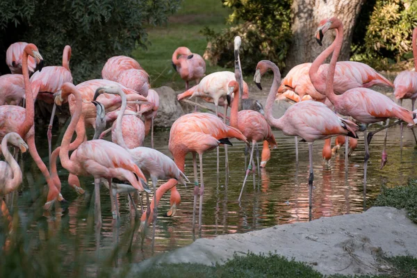 Group of pink american flamingos in the water at sunset