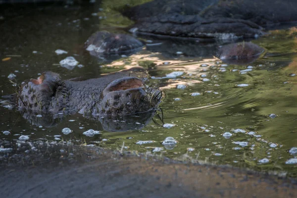 Dziury Nosie Afrykańskiego Hipopotama Pod Wodą Stawie — Zdjęcie stockowe