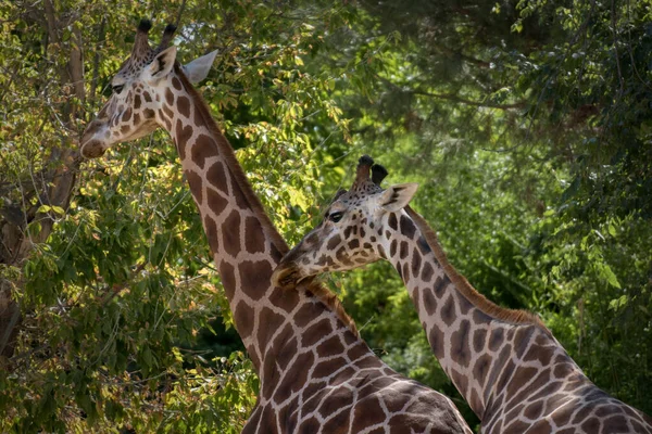 Ritratto Due Giraffe Tra Foglie Verdi Degli Alberi Tramonto — Foto Stock