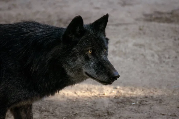 Face portrait of a beautiful black northwestern wolf at sunset