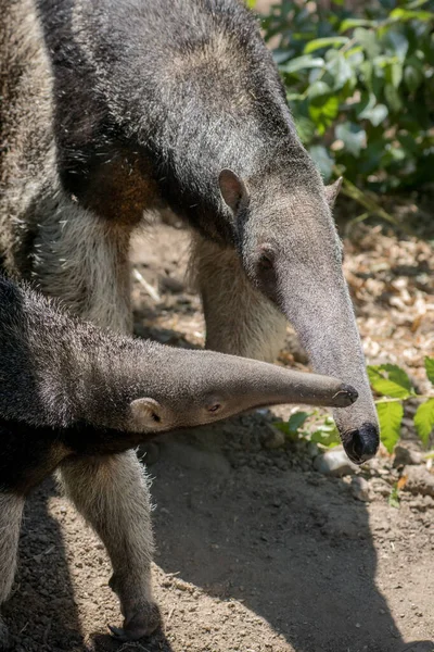 Momen Manis Dari Anteater Raksasa Perempuan Bermain Dengan Betisnya — Stok Foto
