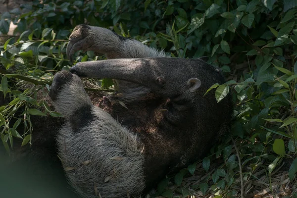 Momen Manis Dari Anteater Raksasa Perempuan Bermain Dengan Betisnya Rumput — Stok Foto