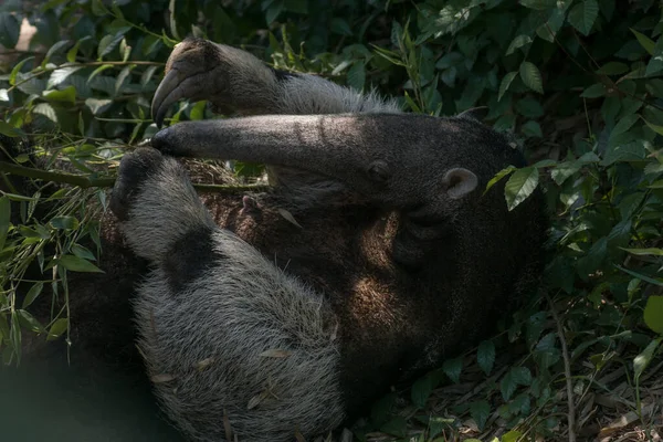 Momen Manis Dari Anteater Raksasa Perempuan Bermain Dengan Betisnya Rumput — Stok Foto