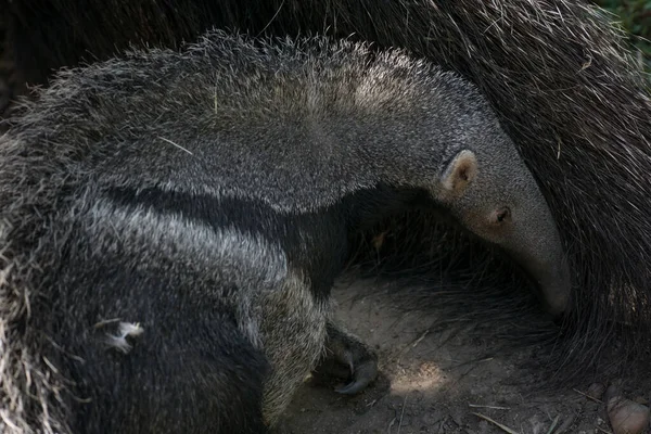 Momen Manis Dari Anteater Raksasa Perempuan Bermain Dengan Betisnya Atas — Stok Foto