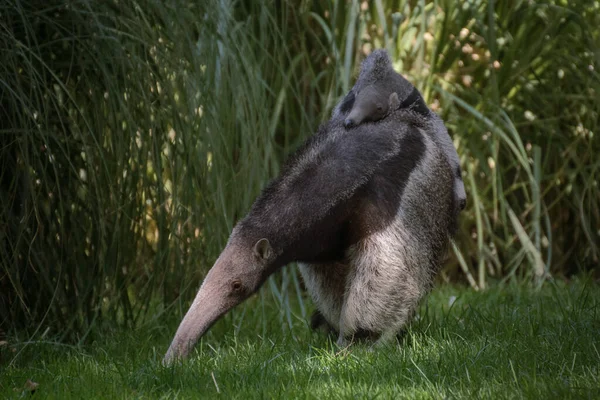 Potret Raksasa Anteater Membawa Anak Sapi Punggungnya Berjalan Atas Rumput — Stok Foto