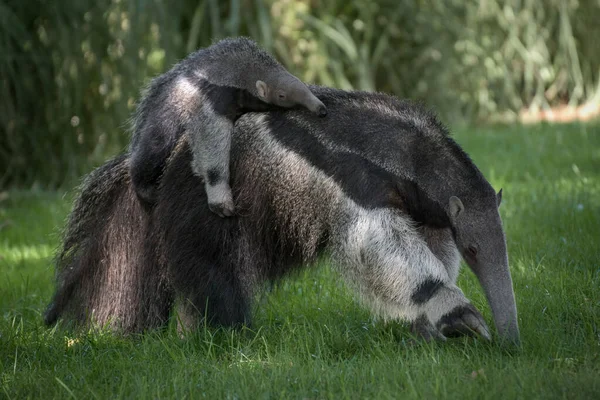 Potret Raksasa Anteater Membawa Anak Sapi Punggungnya Berjalan Atas Rumput — Stok Foto