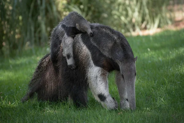 Potret Raksasa Anteater Membawa Anak Sapi Punggungnya Berjalan Atas Rumput — Stok Foto