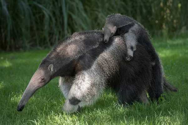 Potret Raksasa Anteater Membawa Anak Sapi Punggungnya Berjalan Atas Rumput — Stok Foto