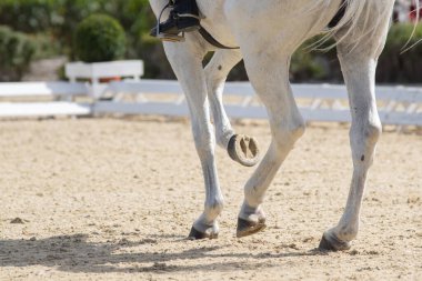 Legs and hoofs of a mare in a dressage grand prix test doing piaffe clipart