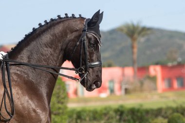 Binicilik yarışmasında siyah bir Hanover atının portresi