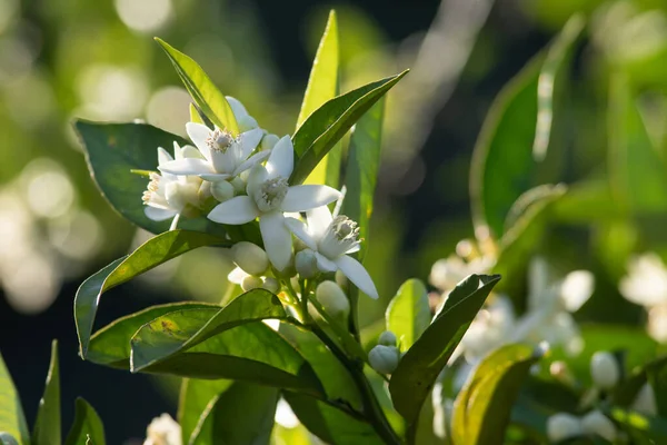 Orange tree flowers blooming in spring in Spain, also known as Azahar