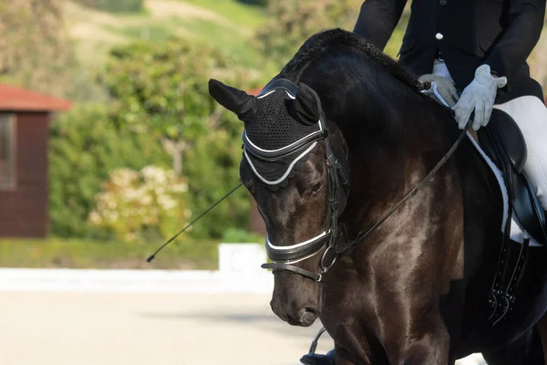 Konterfei Eines Schwarzen Spanischen Pferdes Einem Dressurwettbewerb — Stockfoto