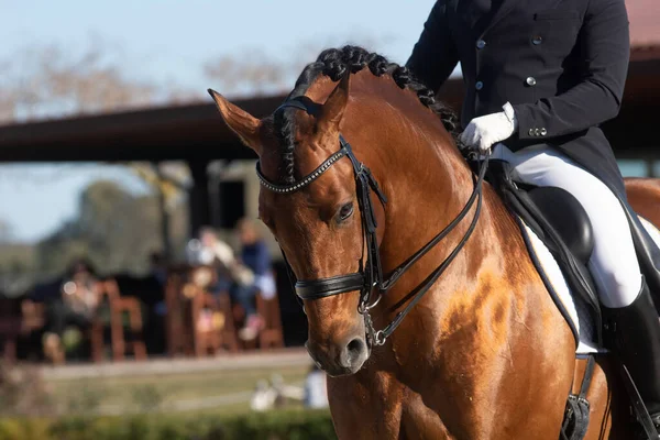 Face Portrait Shiny Bay Spanish Horse Dressage Competition — Stock Photo, Image