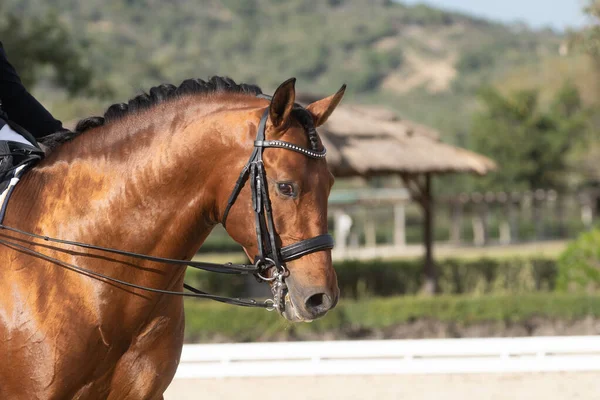 Face portrait of a shiny bay spanish horse in a dressage competition