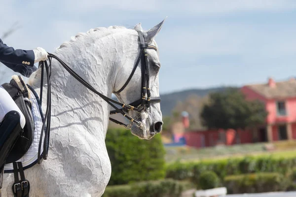 Face Portrait White Lusitano Mare Dressage Competition — Stock Photo, Image