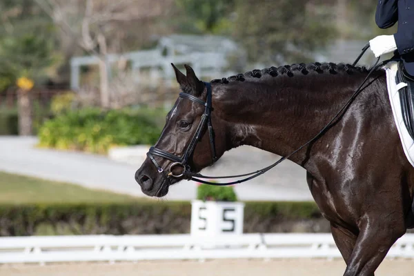 Face portrait of a black hanoverian horse in a dressage competition