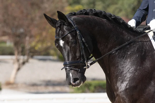 Retrato Facial Cavalo Belga Preto Uma Competição Curativos — Fotografia de Stock