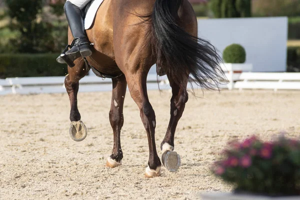 Legs and hoofs of a horse in a dressage grand prix test doing half pass