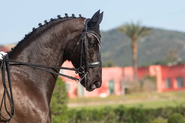 Retrato Facial Cavalo Hanoveriano Preto Uma Competição Curativos — Fotografia de Stock