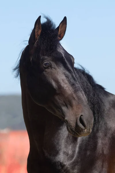 Belo Retrato Facial Jovem Garanhão Cavalo Espanhol Preto — Fotografia de Stock