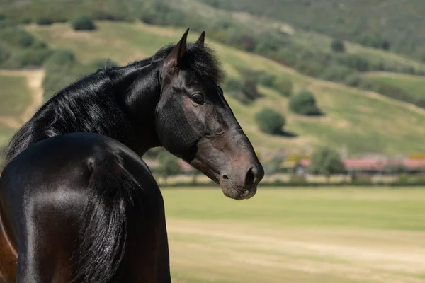 Mooi Gezicht Portret Van Een Zwarte Jonge Spaanse Paard Hengst — Stockfoto