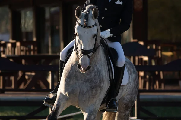 Gezichtsportret Van Een Jong Spaans Paard Een Dressuurwedstrijd — Stockfoto