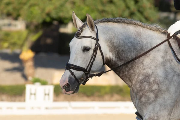 Face Portrait Young Grey Spanish Horse Dressage Competition — Stock Photo, Image