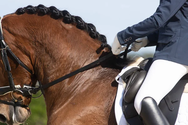 Mãos Cavaleiro Segurando Duas Rédeas Lado Pescoço Cavalo Trançado Curativo — Fotografia de Stock