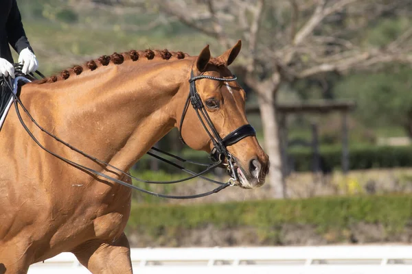 Retrato Cara Cavalo Hanoveriano Castanho Uma Competição Adestramento — Fotografia de Stock