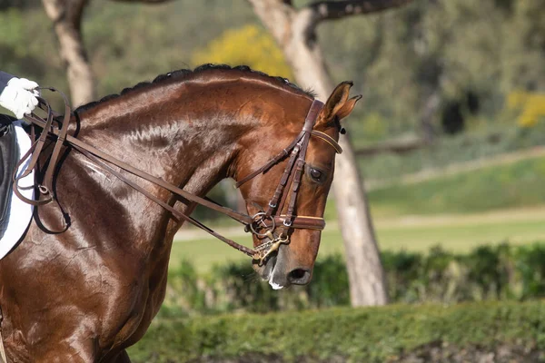 Face Portrait Bay Oldenburg Horse Dressage Competition — Stock Photo, Image