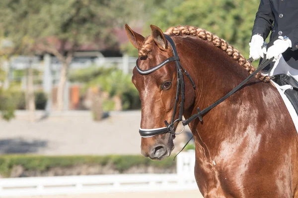 Face Portrait Chestnut Spanish Horse Dressage Competition — Stock Photo, Image