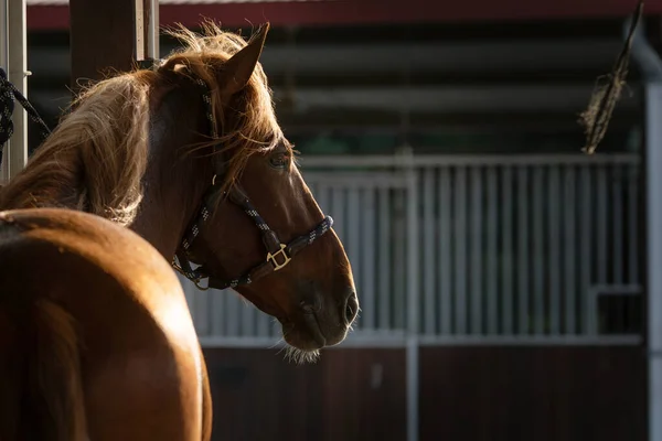 Ritratto Retroilluminato Cavallo Castagno Spagnolo Nel Corridoio Della Scuderia — Foto Stock
