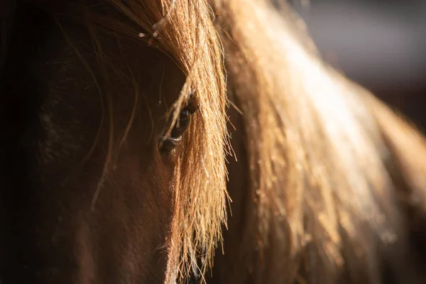 Backlit Close Eye Spanish Chestnut Horse Stable Corridor — Stock Photo, Image