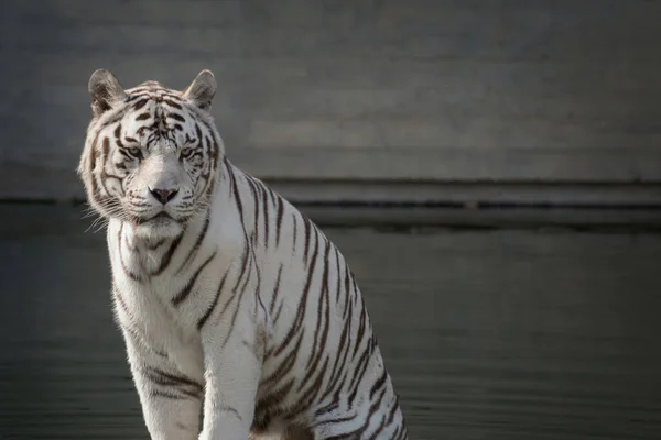 Bonito Retrato Facial Tigre Bengala Branco Macho Posando Pôr Sol — Fotografia de Stock