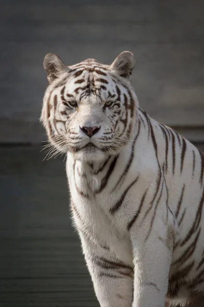 Bonito Retrato Facial Tigre Bengala Branco Macho Posando Pôr Sol — Fotografia de Stock